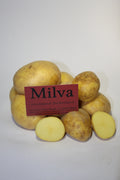 Milva Kartoffeln